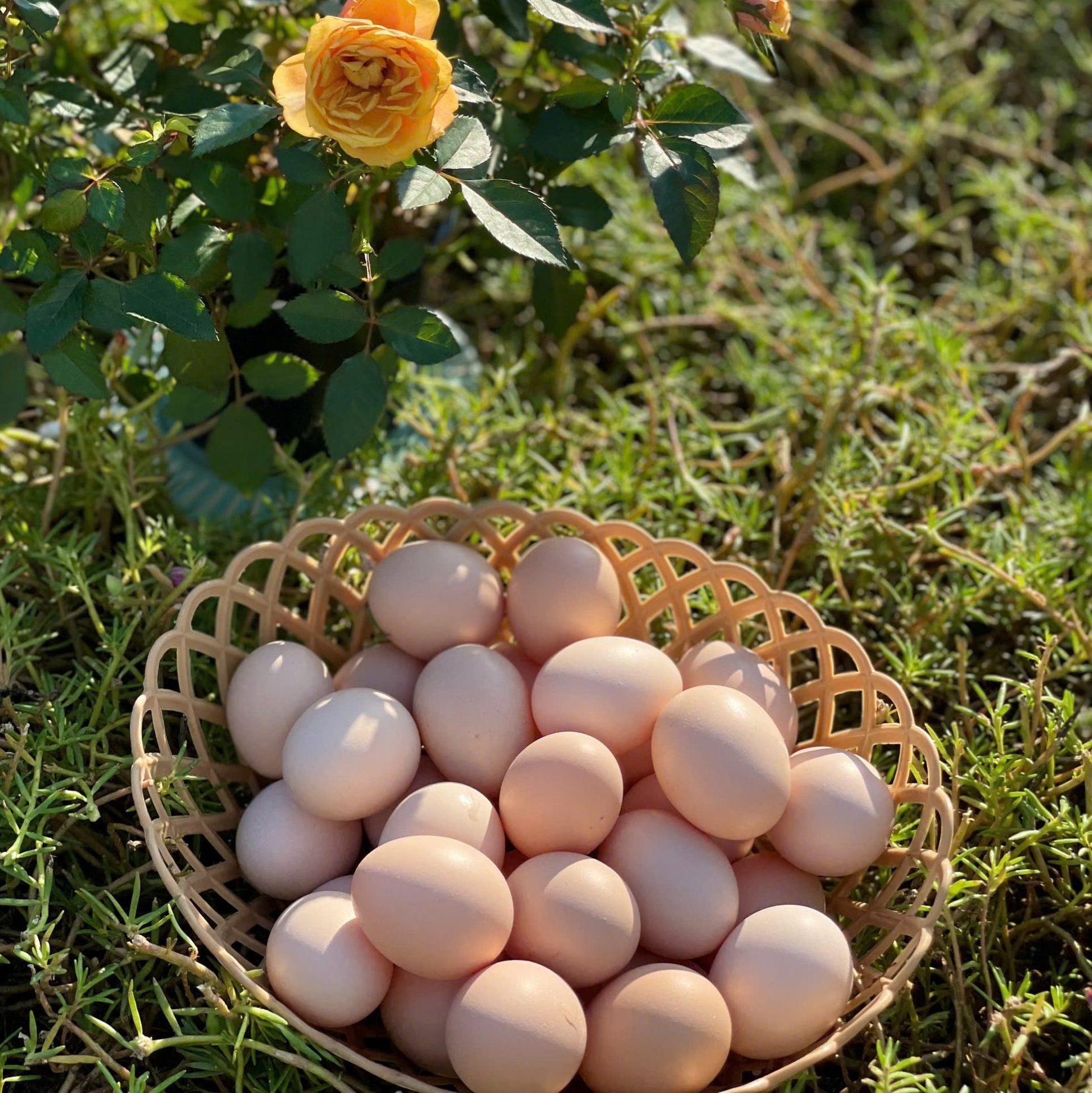 0f4687ea1678a726fe69